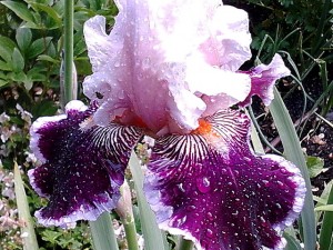 spring flowers