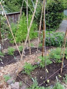 Young tomatoes