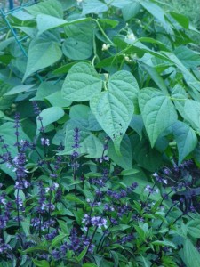 Thai Basil