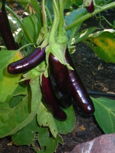 Japanese eggplant