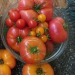 Delicious homegrown tomatoes