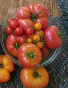 Delicious homegrown tomatoes