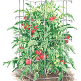tomato cage