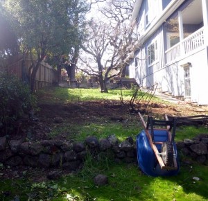 Fence and old shrubs removed