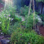 Gardening Advice for the Summer Edible Landscape