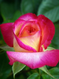 Rose Rose