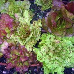 Lettuce with drip irrigation