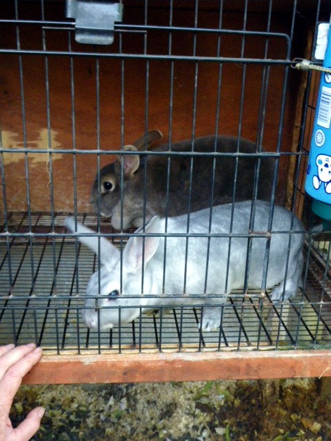 Rabbits - 8 weeks old