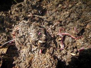 Worms for composting