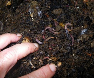 worms in the bin