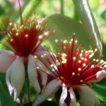 Edible Flowers from Pineapple Guava - Perfect for the Edible Landscape
