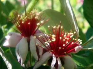 Edible Flowers