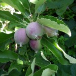 How to Thin Young Fruit on your Apple Tree