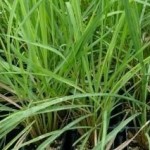 Citronella Grass -  and Citronella Geranium - Natural Mosquito Repellent Plants