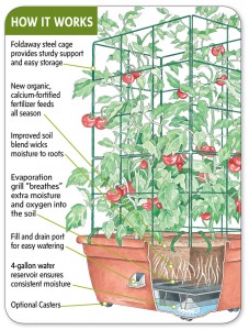 tomato in self watering container