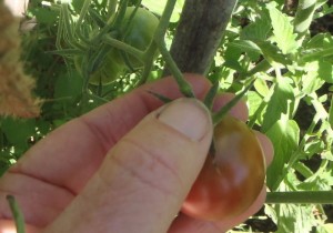 Pick your tomato carefully