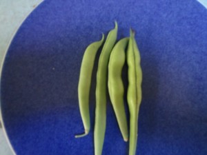 ripe and over ripe beans