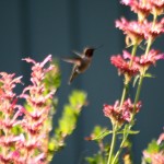 Hummingbird