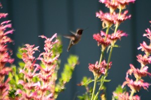 Hummingbird