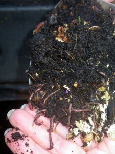 Worms make beautiful, healthy soil