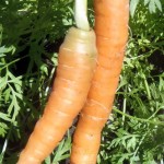 Container Planting - How to Grow Carrots 