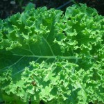Kale is a great winter green
