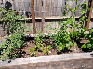 Raised vegetable box