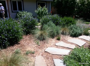 California native plants