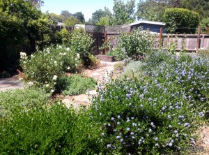 Manzanita and Ceanothus are easy to grow and use very little water