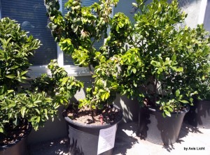 Fruit trees in containers