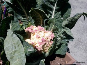 Cauliflower