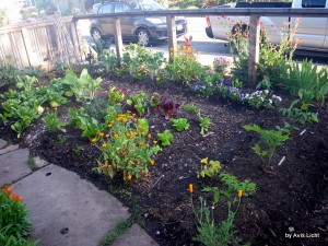 Small vegetable garden