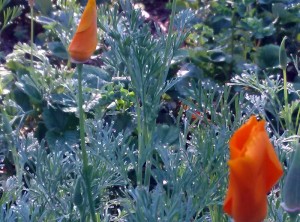 Morning dew on poppies
