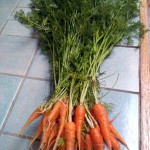 Carrots and Container Planting in the Edible Landscape