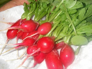 Radishes grow quickly and are delicious in salads.  They make a colorful addition.