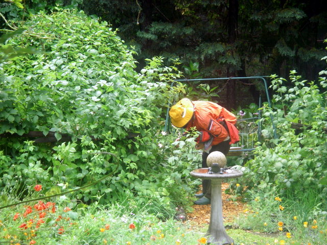 Harvesting raspberries