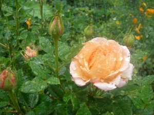 Rose in the Rain