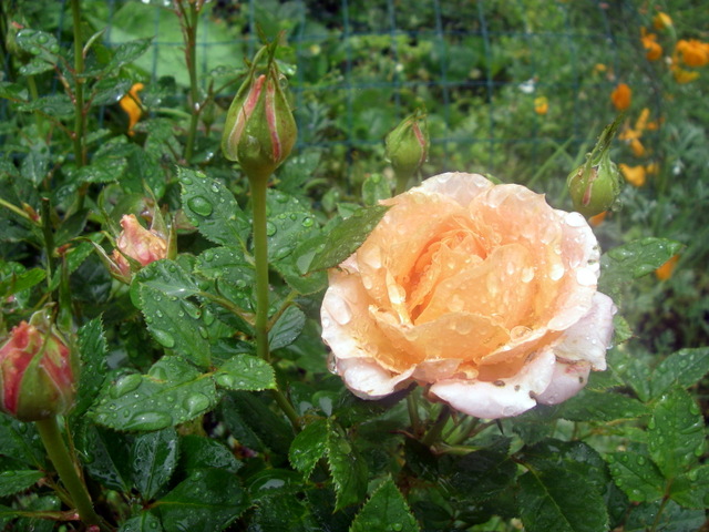 Miniature rose Miniature rose
