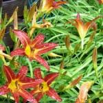 Hemerocallis - Edible flowers - look good and taste good