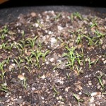 germinating carrots