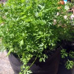 fully grown carrots in pot