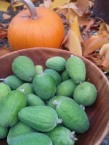 feijoa sellowiana