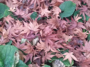 Japanese Maple leaves resting on the ground in the Fall.