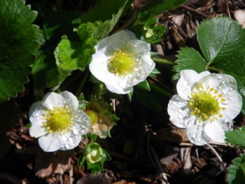 Strawberries