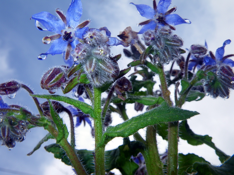 Borage in the rain