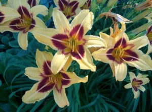 Day lily