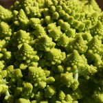 Cauliflower and Nature's Perfect Design
