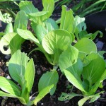 Four of the Best Vegetables for Early Spring Planting
