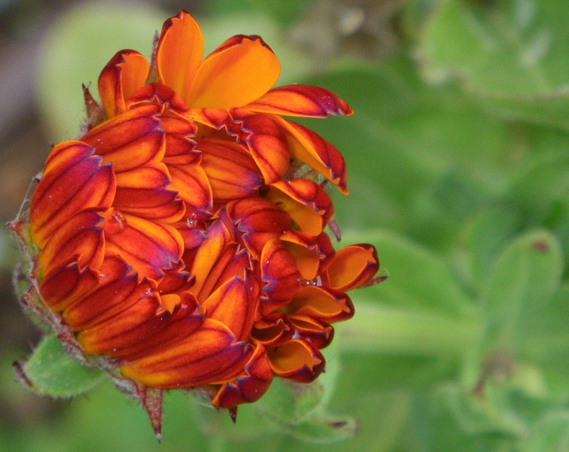 Edible flowers in early Spring bring beauty. Calendula is a powerful plant