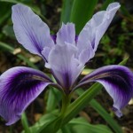 Douglas Iris